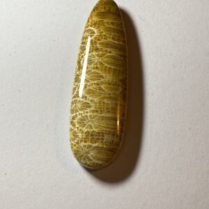 Petrified Coral (129)