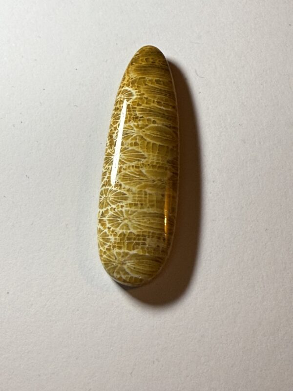 Petrified Coral (129)