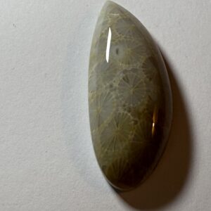 Petrified Coral Beach Umbrella Cab (208)