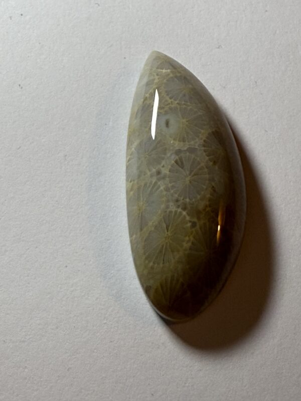 Petrified Coral Beach Umbrella Cab (208)