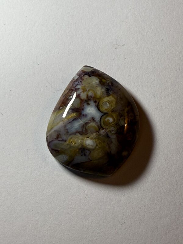 Petrified Palm Root (005)