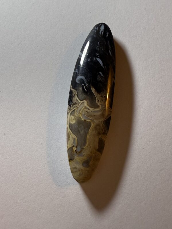 Petrified Palm Root (072)