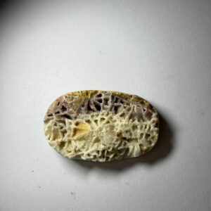 Skeletal Fossil Coral (521)