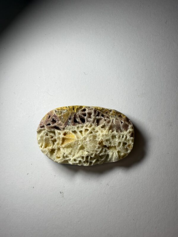 Skeletal Fossil Coral (521)