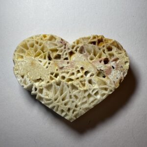 Skeletal Fossil Coral (522)