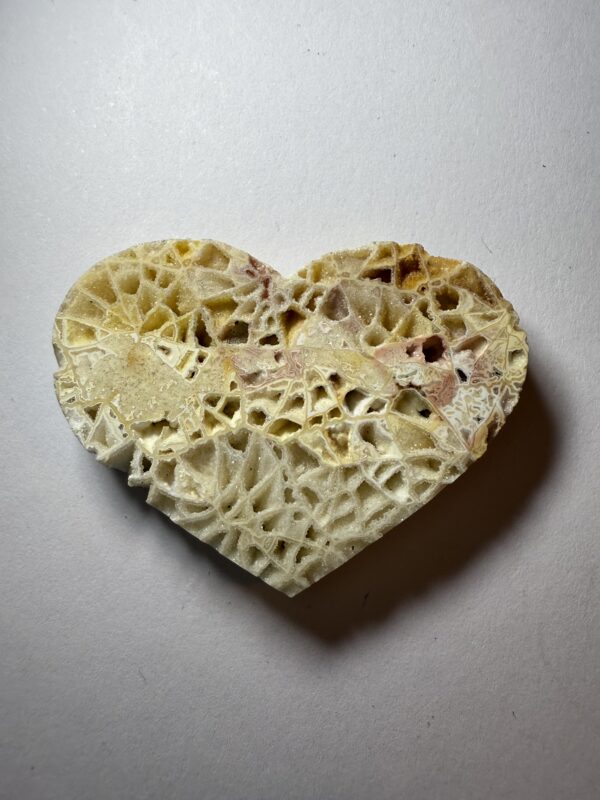 Skeletal Fossil Coral (522)