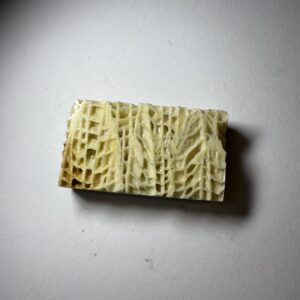 Skeletal Fossil Coral (523)