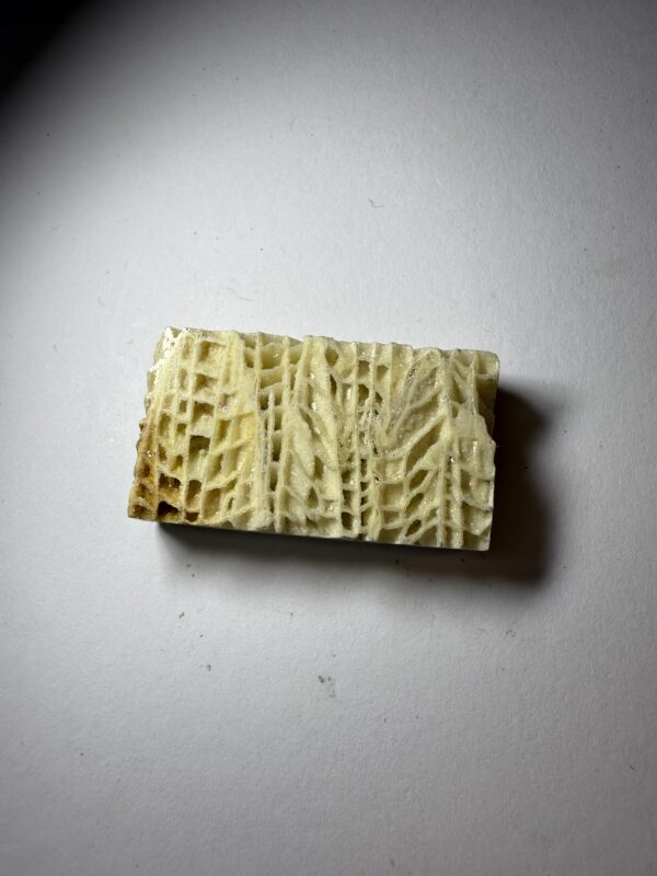 Skeletal Fossil Coral (523)
