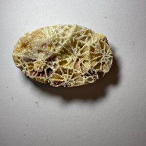 Crystalized Skeletal Fossil Coral (830)
