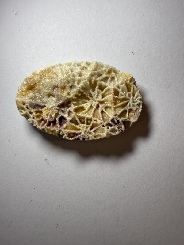 Crystalized Skeletal Fossil Coral (830)