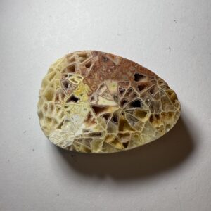 Crystalized Skeletal Fossil Coral (829)