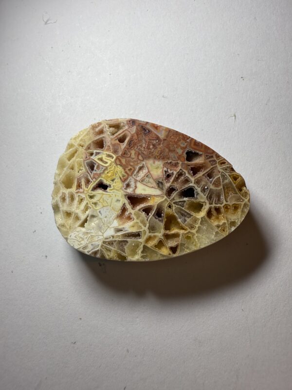 Crystalized Skeletal Fossil Coral (829)
