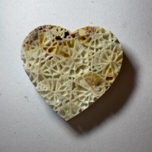 Crystalized Skeletal Fossil Coral (828)