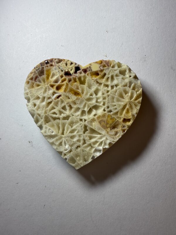 Crystalized Skeletal Fossil Coral (828)