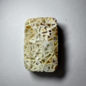 Crystalized Skeletal Fossil Coral (827)
