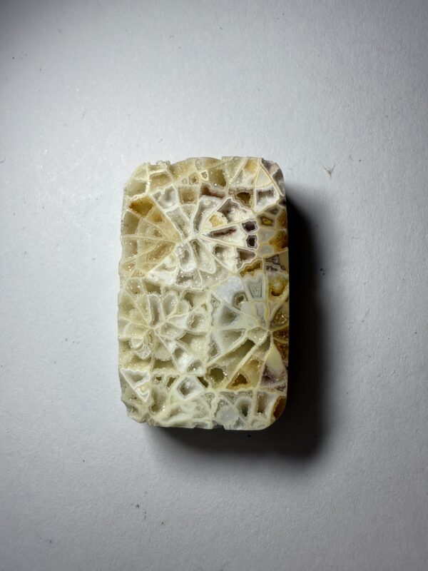 Crystalized Skeletal Fossil Coral (827)