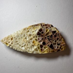 Crystalized Skeletal Fossil Coral (826)