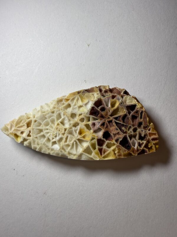 Crystalized Skeletal Fossil Coral (826)