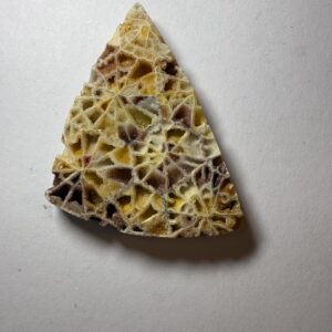 Crystalized Skeletal Fossil Coral  (517)