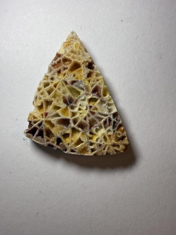 Crystalized Skeletal Fossil Coral  (517)