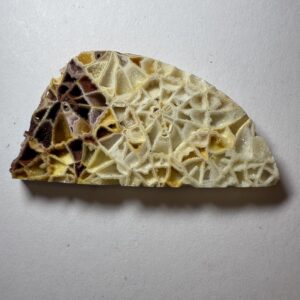Crystalized Skeletal Fossil Coral  (516)