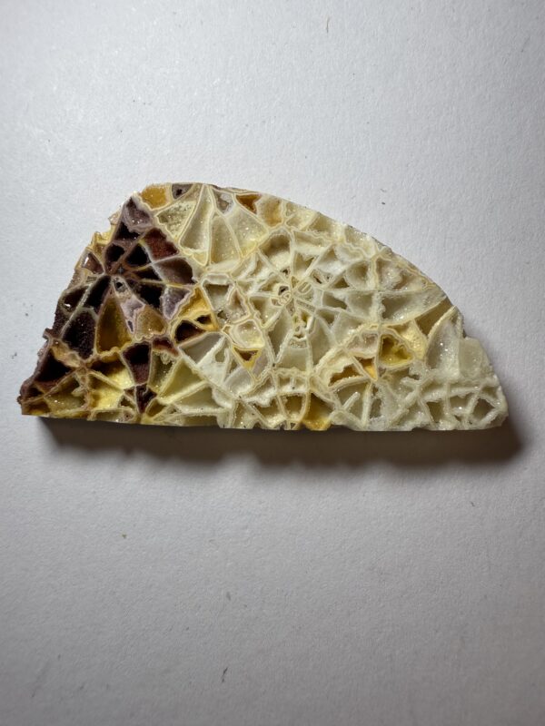 Crystalized Skeletal Fossil Coral  (516)