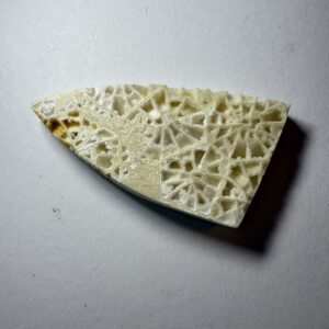 Crystalized Skeletal Fossil Coral  (518)