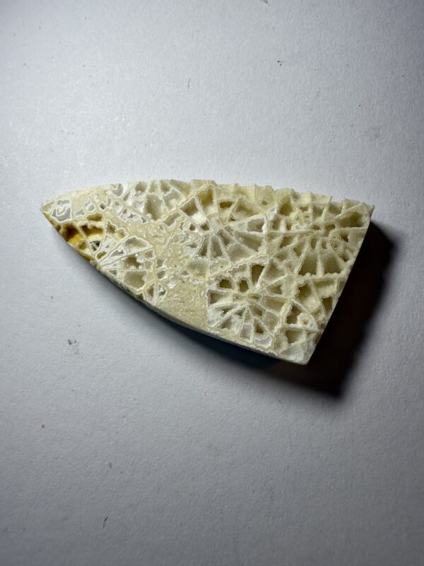 Crystalized Skeletal Fossil Coral  (518)