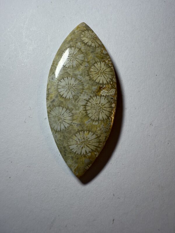 Flowering Coral Agate  (313)