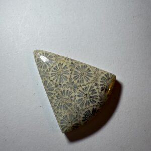 Flowering Agatized Coral (302)