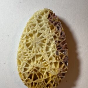 Fossil Coral (501)