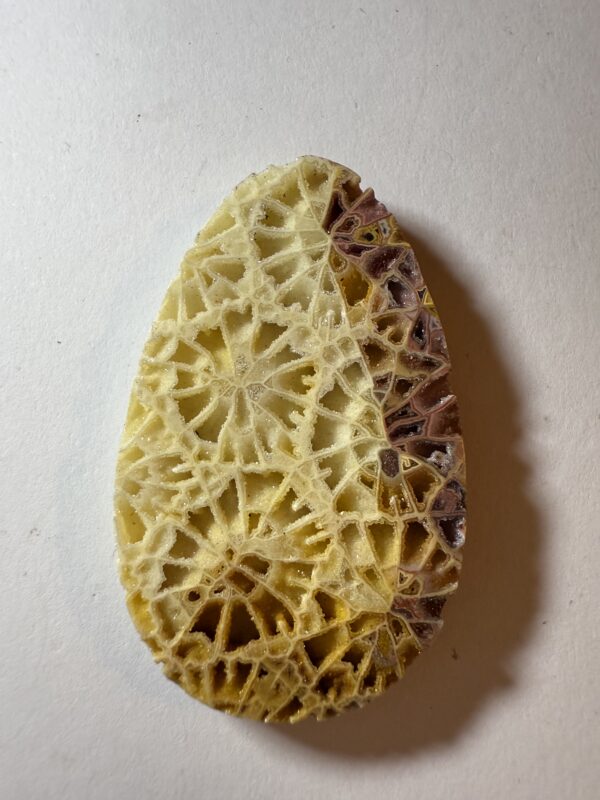 Fossil Coral (501)