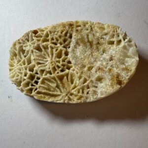 Fossil Coral (049)
