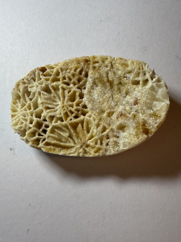 Fossil Coral (049)