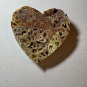 Fossil Coral (496)