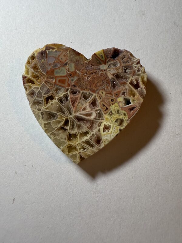 Fossil Coral (496)