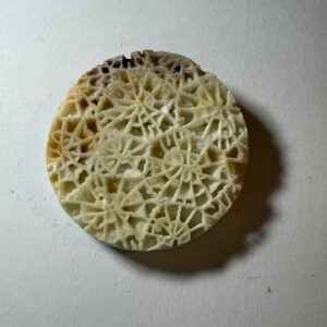 Fossil Coral (502)