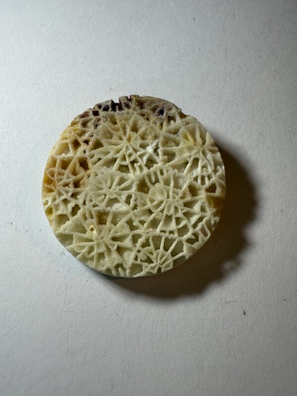 Fossil Coral (502)