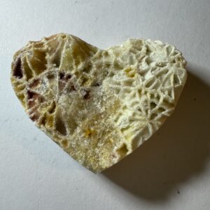 Fossil Coral (507)