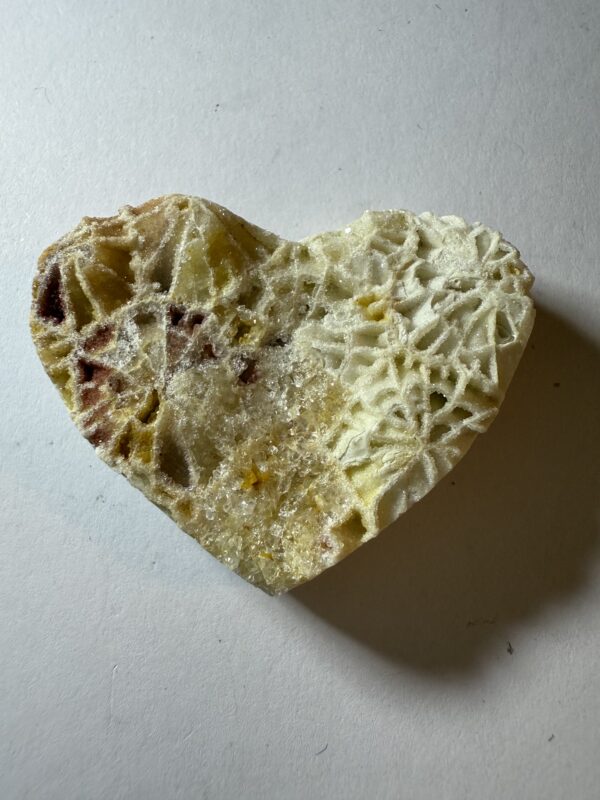 Fossil Coral (507)