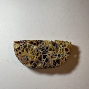 Fossil Coral (503)