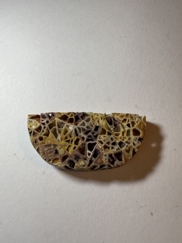 Fossil Coral (503)
