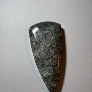 Fossil Coral (834)