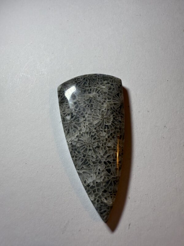Fossil Coral (834)