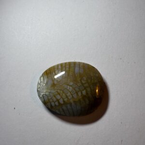 Fossil Coral (930)