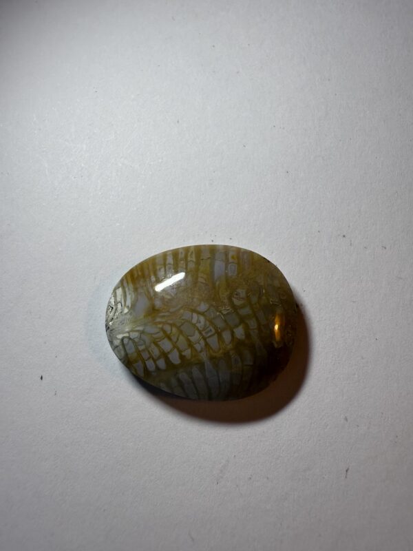 Fossil Coral (930)