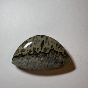 Fossil Palm with Unique Agate Seam (815)