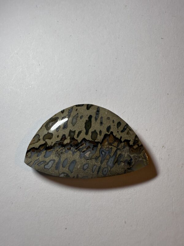 Fossil Palm with Unique Agate Seam (815)