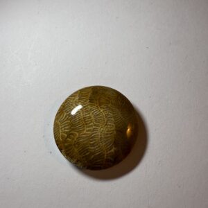 Fossil Coral (933)