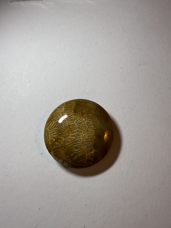 Fossil Coral (933)
